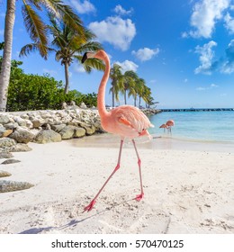 Three Flamingos On The Beach. Aruba Island