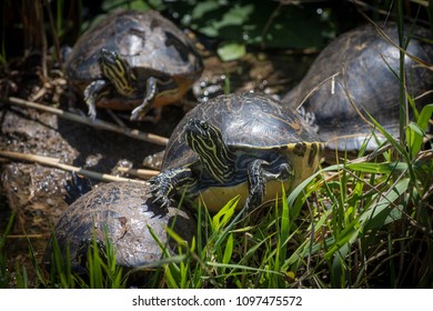 Three Florida Cooter Turtles Basking Sun Stock Photo 1097475572 ...