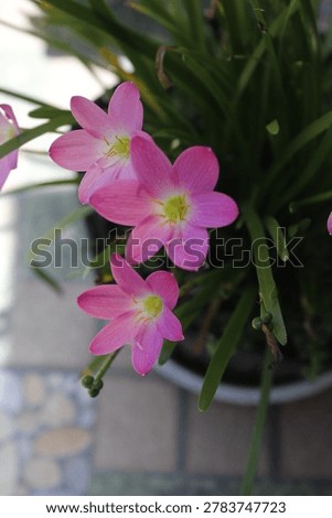 Three flower stalks bloom simultaneously