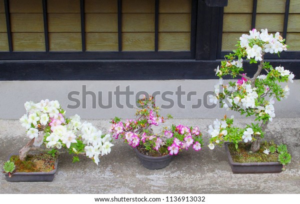 Three Flowering Bonsai Trees Patio White Stock Photo Edit Now