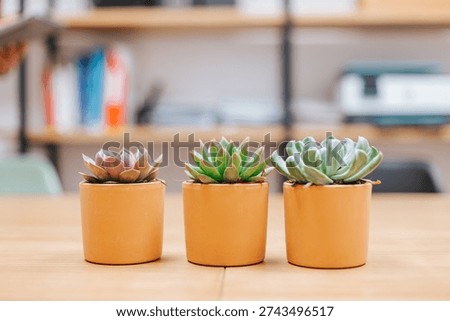 three flowerpots on a table