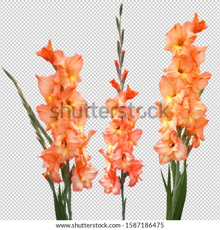 Three flowers of gladioli, isolated objects on a blank background