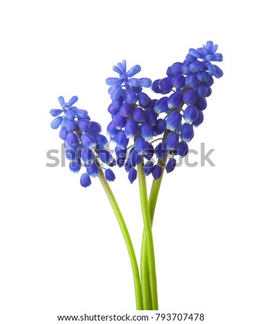 Three flowers of  Grape Hyacinth isolated on white background.