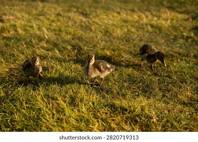 three fluffy ducklings exploring dewy sunlit grass during golden-hour on a shallow-depth lawn, warm amber tones and soft bokeh, low-angle close-up conveying gentle morning curiosity and calm