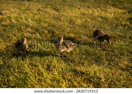 three fluffy ducklings exploring dewy sunlit grass during golden-hour on a shallow-depth lawn, warm amber tones and soft bokeh, low-angle close-up conveying gentle morning curiosity and calm