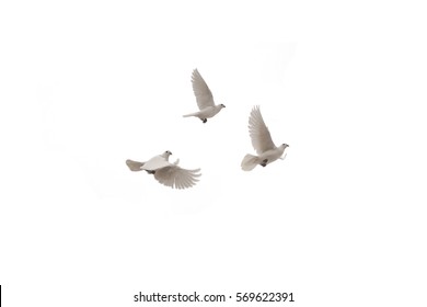Three flying dove on a white background