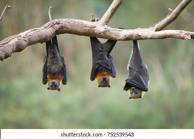 Three Flying Foxes Hanging From A Tree