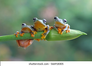 Three flying frog sitting on branch , wallace tree frog, Three Javan tree frog sitting on green leaves