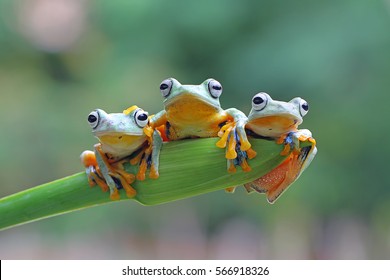 나뭇가지에 앉아 있는 날아다니는 개구리 세 마리, 월리스 트리 개구리, 녹색 잎에 앉아 있는 자바 나무 개구리 세 마리