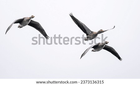 Three flying geese isolated. Greylag goose or graylag goose (Anser anser) in flight.