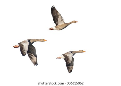 Three flying greylag geese isolated against white