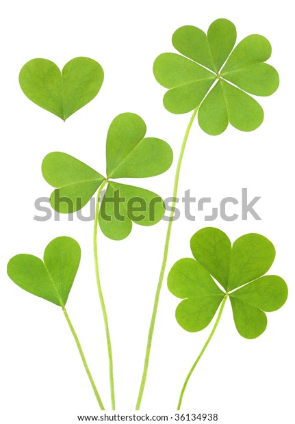 Three Four Leaf Clovers Stock Photo (Edit Now) 36134938