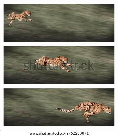 Three frames of a young female cheetah sprinting