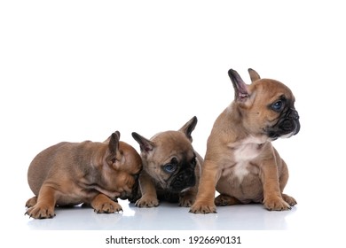 Three French Bulldog Dogs Being Humble And Looking Aside Against White Background