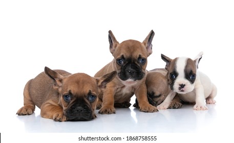 289 Dog asleep on back Images, Stock Photos & Vectors | Shutterstock