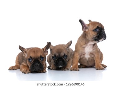 three french bulldog dogs looking away, having a beautiful fawn fur and sitting next to each other 