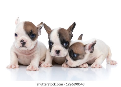 Dog sniffing camera Images, Stock Photos & Vectors | Shutterstock