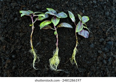 Three fresh basil plant seedlings with green and purple leaves and roots placed on dark soil. Botanical anatomy concept. - Powered by Shutterstock