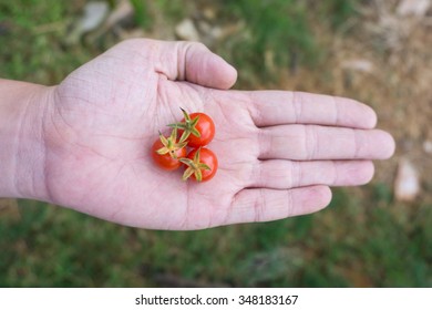 Three of fresh cherry tomatoes on hand
