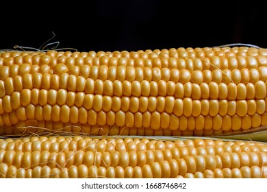 Three fresh corn cobs. Close up