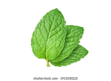 Three fresh Mint leaves isolated on white background. clipping path.