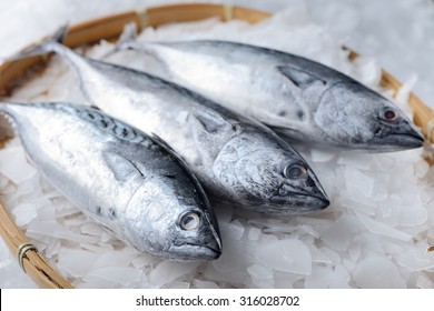 Three Fresh Raw Mackerel Fish On Ice