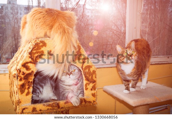 Three Friendly Cats Lie On Veranda Stock Photo Edit Now 1330668056