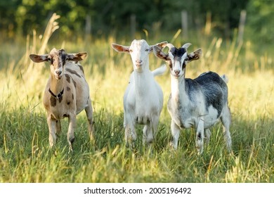 Three friendly goats of different colors pose in a beautiful summer golden meadow with long bends. Free-range, happy pets, organic rural dairy farming.