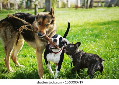 Three friendly happy playing dogs in summer park. German shepherd, american staffordshire terrier and french bulldog holding one stick. Different dog breeds have fun together. - Shutterstock ID 1560000719
