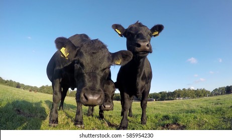 Are angus cows friendly