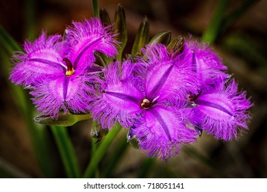 Three Fringe Lily Flowers