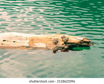 Three Frogs Are Sitting On A Log Floating In The Clear Calm Water Of The Lake.