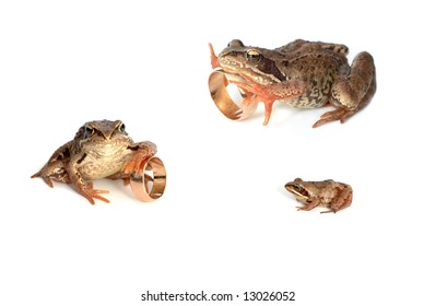 1,086 Frog in wedding Images, Stock Photos & Vectors | Shutterstock