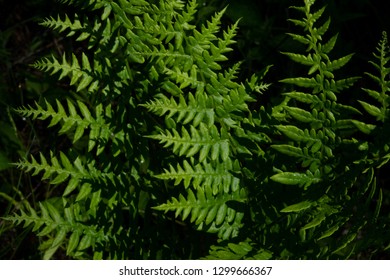 Three Fronds Of Green Common Ladyfern.