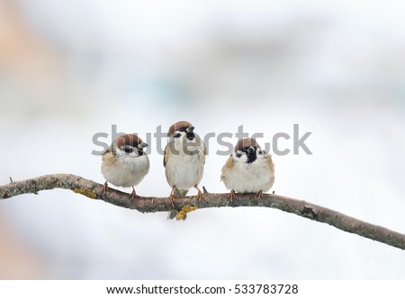 three funny birds Sparrow sitting on a branch in winter
