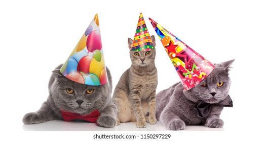 Three Funny Birthday Cats Colorful Caps Stock Photo 1150297229 ...