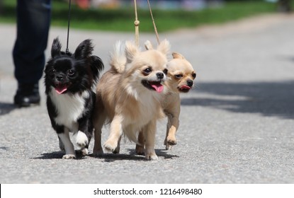 Three Funny Chihuahua Are Walking On Tre Road