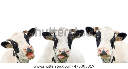Three funny cow isolated on a white background. Portrait of three cute cows. Group of cows talk to each other. Farm animals
