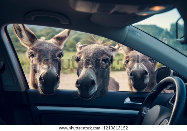 Three funny\
donkeys curiously looikng to the\
car