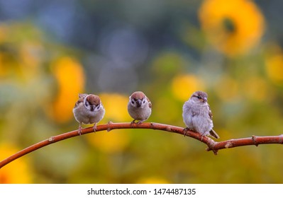 Three Little Birds Hd Stock Images Shutterstock