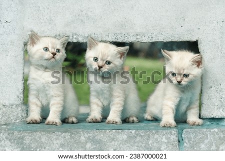three funny little white kitten with blue eyes