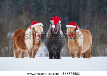 Three funny miniature shetland breed ponies dressed in Christmas Santa hats standing in a row on the snowy field in winter. Pet at Christmas.