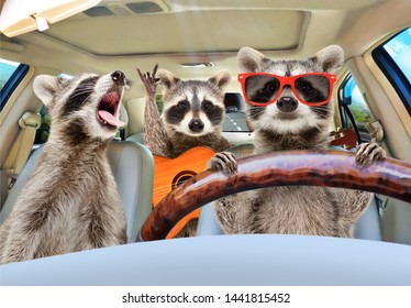 Three funny raccoon with a guitar ride in the car