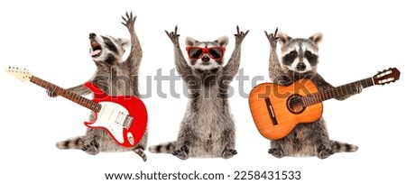 Three funny raccoons musicians standing with guitars isolated on white background