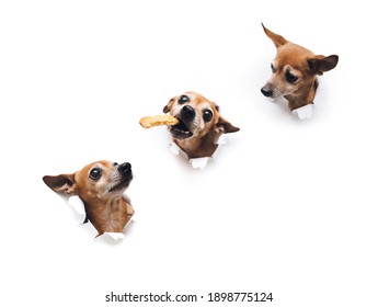 Three funny Russian toy terriers with big eyes. One brown dog reaches for a cookie-shaped meal while the other two are looking at it. Torn hole in white paper with copy space. Hunger concept.