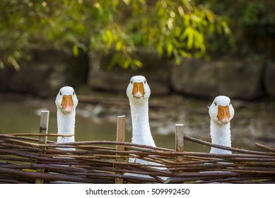 Three funny white geese