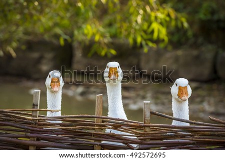 Three funny white geese - Funny image with three domestic geese behind a wattled fence, looking in the same direction.