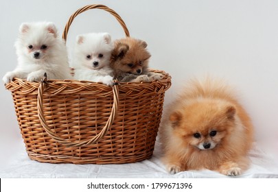 Sable Pomeranian Images Stock Photos Vectors Shutterstock