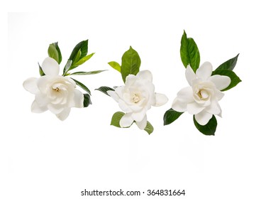 
Three Gardenia Flowers 