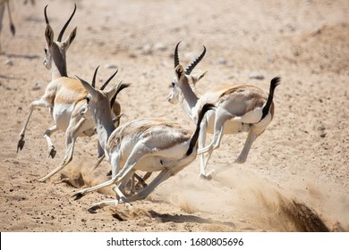 Gazelle Running Images Stock Photos Vectors Shutterstock